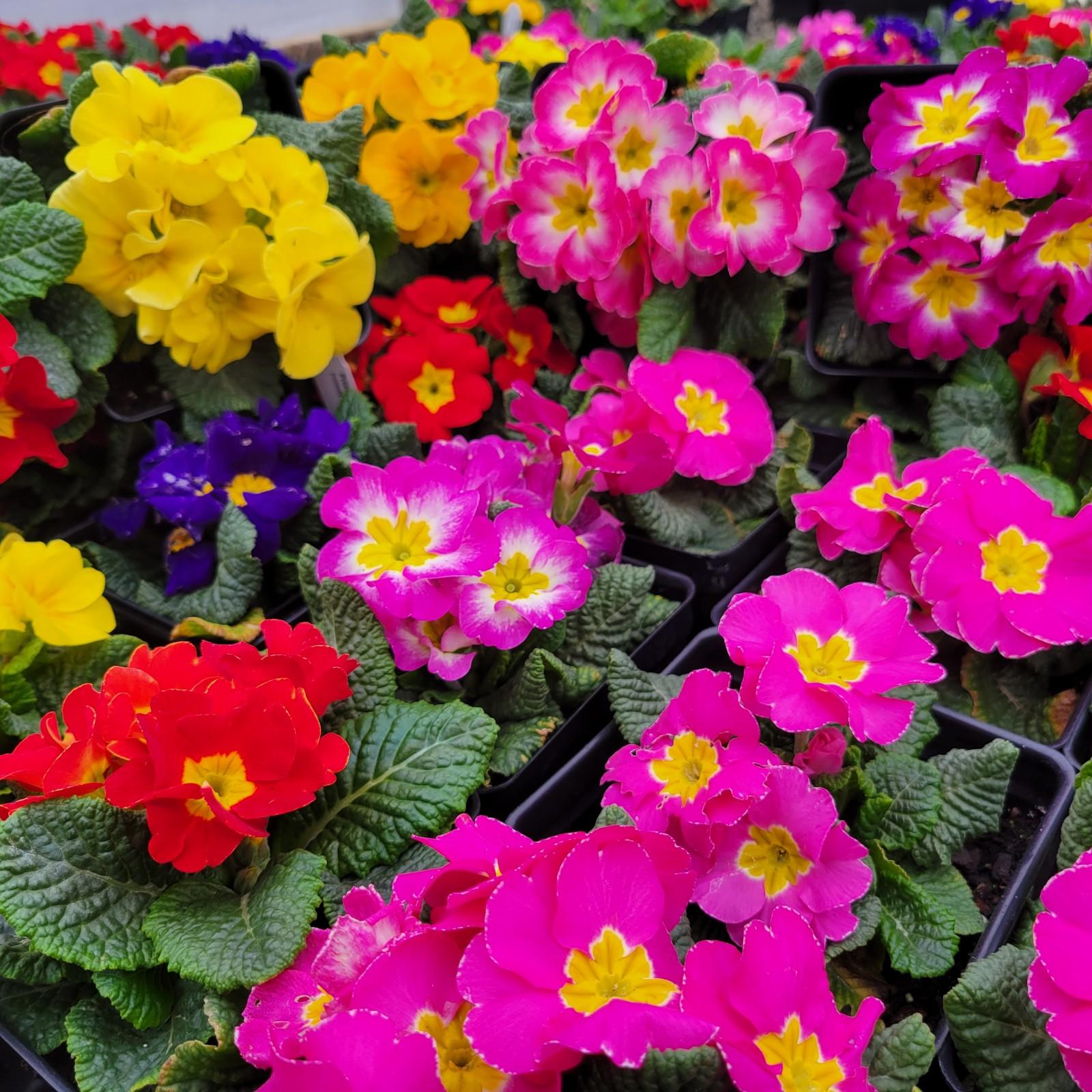 Nursery Primula Mix from acaulis Primula Danova Plantworks