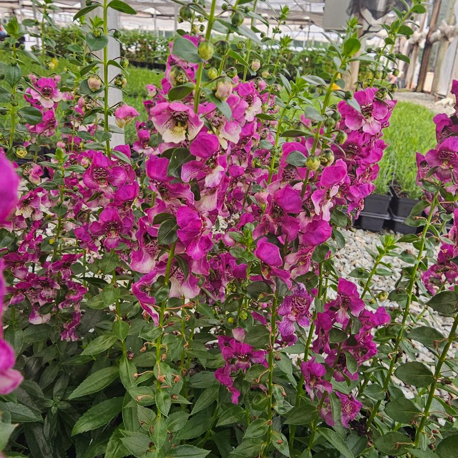 Angelonia angustifolia Baladanucb