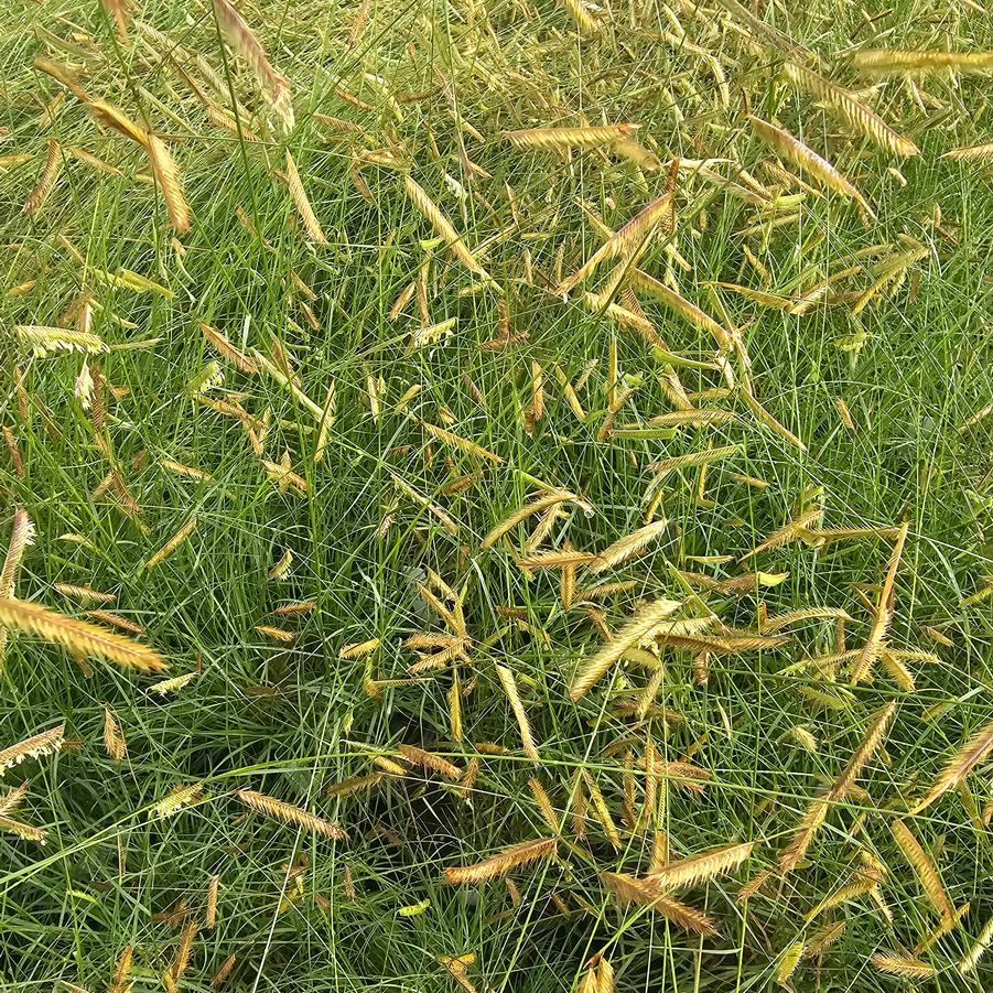 Bouteloua gracilis 