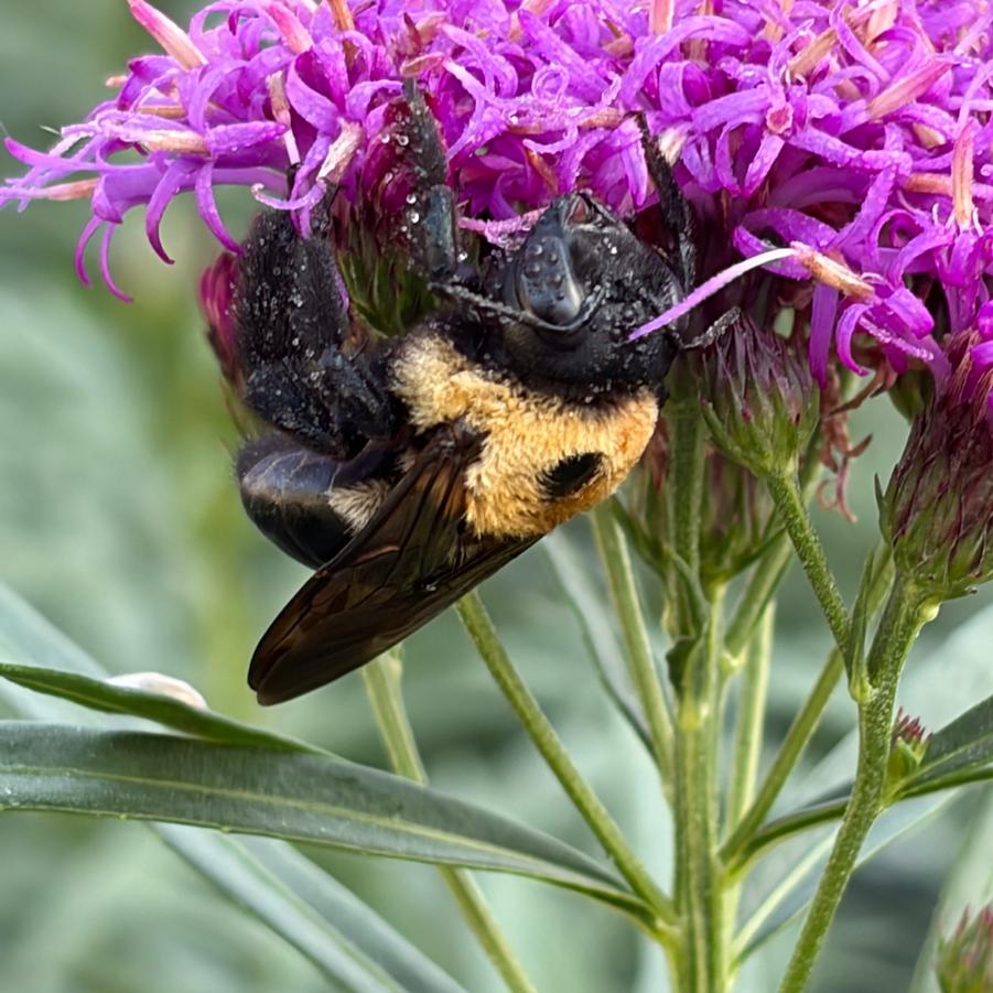 Vernonia Summer's Swan Song