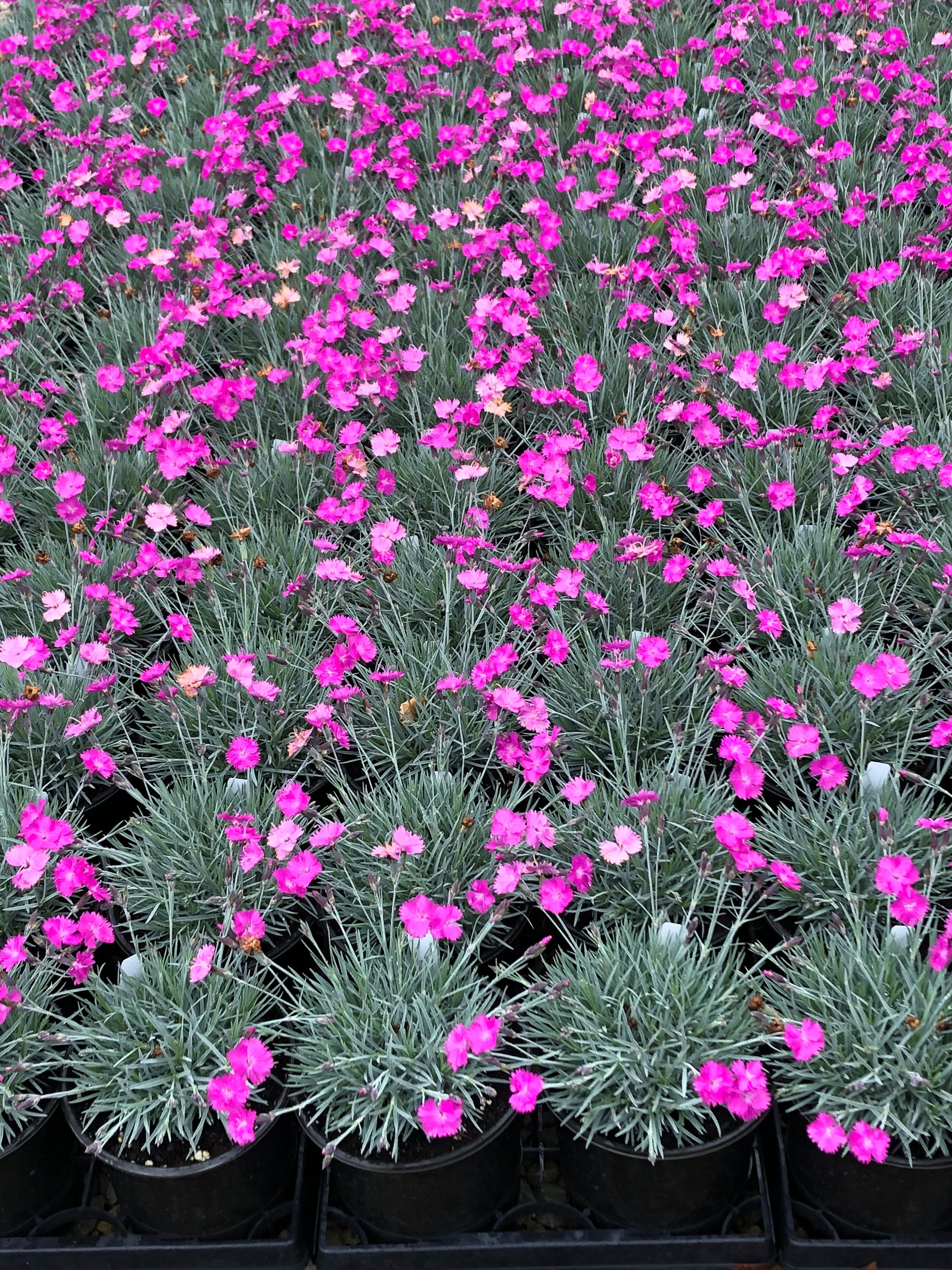 Dianthus gratianopolitanus 'Firewitch' Dianthus 'Firewitch' from ...