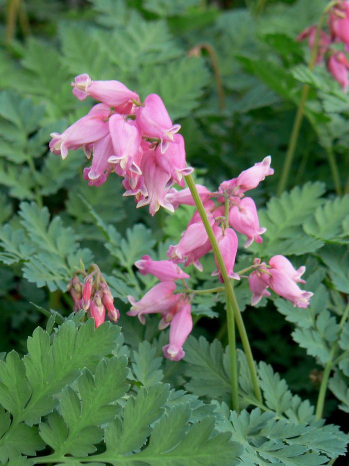 Dicentra x 'Luxuriant' Dicentra 'Luxuriant' from Plantworks Nursery