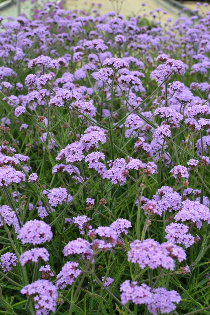 Verbena Bonariensis Verbena Bonariensis From Plantworks Nursery