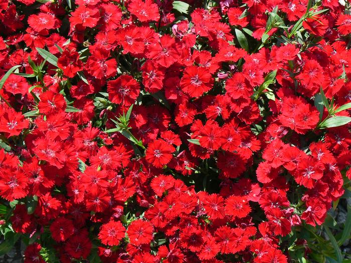Dianthus chinensis ‘Telstar Crimson’ Garden Pinks from Plantworks Nursery