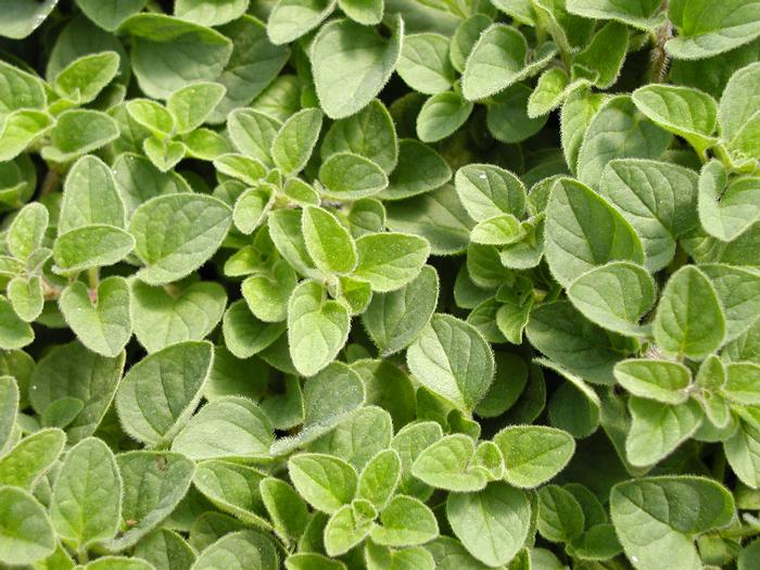 Origanum vulgare var. hirtum Oregano Greek from Plantworks Nursery
