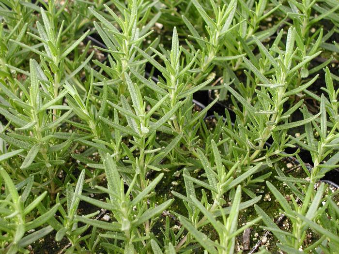 Rosemary 'Hill Hardy' Rosemary from Plantworks Nursery