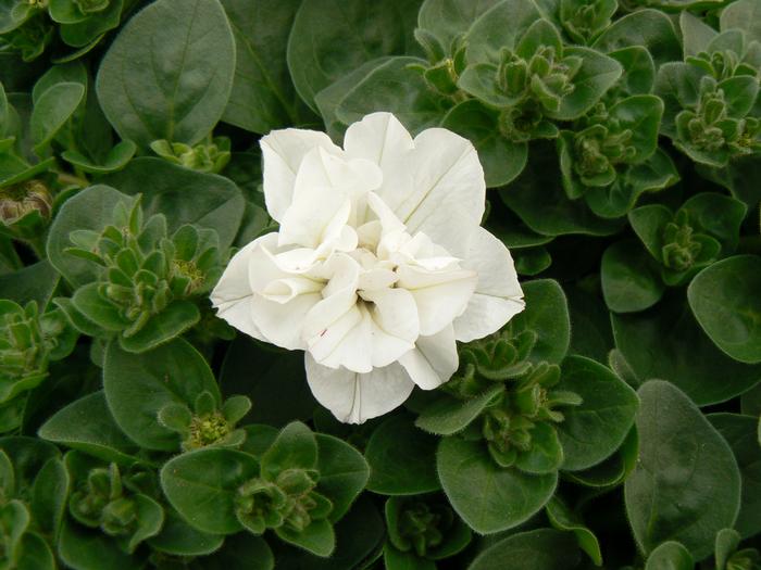 Petunia x hybrida 'Kirimaji Double White' Petunia Double ...