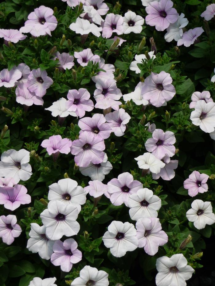 Petunia 'Tidal Wave Silver' Petunia from Plantworks Nursery