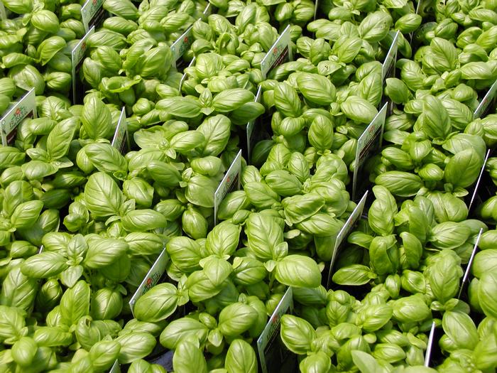 Ocimum basilicum Basil Italian Large Leaf from Plantworks Nursery