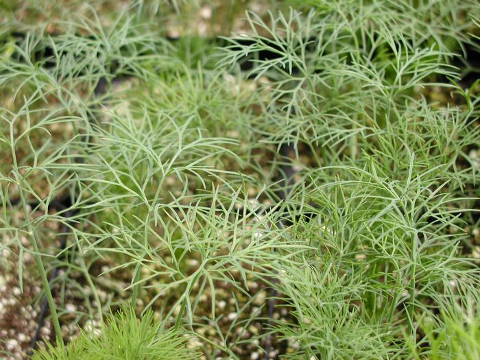 graveolens Dill Fernleaf from Plantworks Nursery