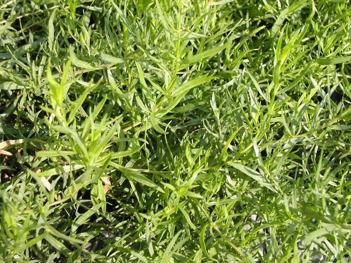 Tarragon 'French' Tarragon from Plantworks Nursery