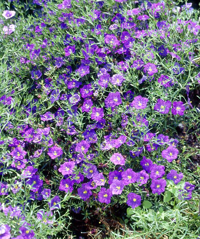 Nierembergia scoparia 'Purple Robe' Cupflower from Plantworks Nursery