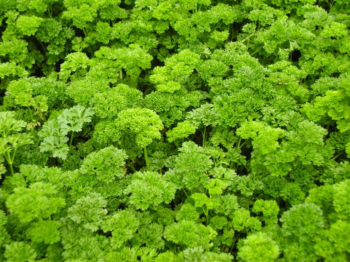 Petroselinum crispum 'Krausa' Parsley 'Krausa' from Plantworks Nursery