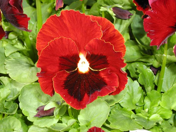 Pansy 'Colossus Red' Pansy from Plantworks Nursery
