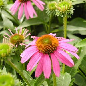 Echinacea purpurea 'Kim's Knee High'