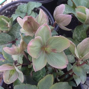 Helleborus x hybridus 'Walhelivor'