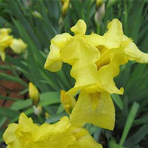 Iris germanica 'Harvest of Memories'