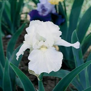 Iris germanica 'Immortality'