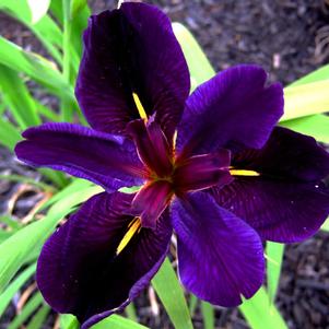 Iris louisiana 'Black Gamecock'