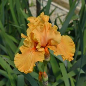 Iris germanica 'Firebreather'