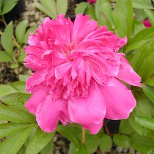 Paeonia lactiflora 'Felix Crousse'