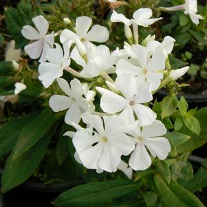 Phlox paniculata 'Bartwentynine'