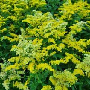 Solidago hybrida 'Dansolitlem'