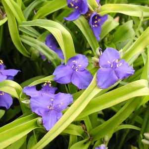 Tradescantia 'Sweet Kate'