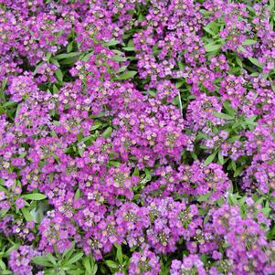 Lobularia maritima 'Easter Bonnet Violet'