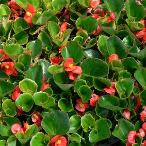 Begonia semperflorens 