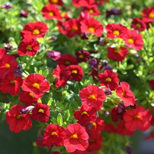 Calibrachoa hybrida 'Balcabrite'