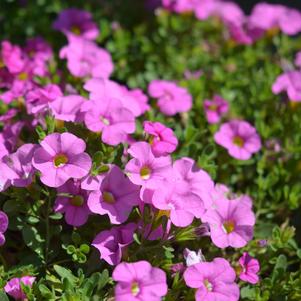 Calibrachoa hybrida 'Balcabhopi'