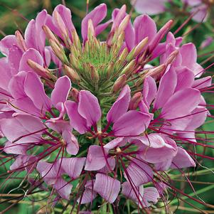 Cleome hassleriana 'Sparkler Lavender'