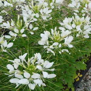 Cleome hassleriana 'Sparkler White'