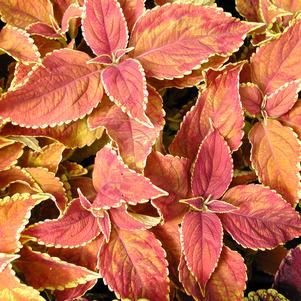 Solenostemon scutellarioides 'Rustic Orange'