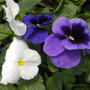 Viola x wittrockiana 