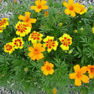 Tagetes patula 'Disco Mix'