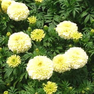 Tagetes erecta 