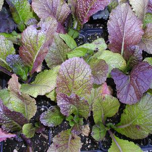 Brassica juncea 