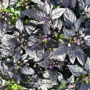 Capsicum annuum 'Black Pearl'