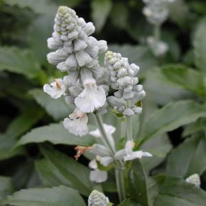 Salvia farinacea 'Victoria White'