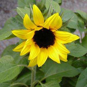 Helianthus annuus 'Ballad'