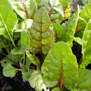 Beta vulgaris var cicla 