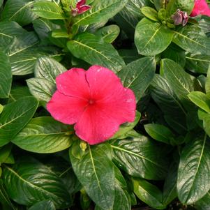 Catharanthus roseus 'PAS336358'