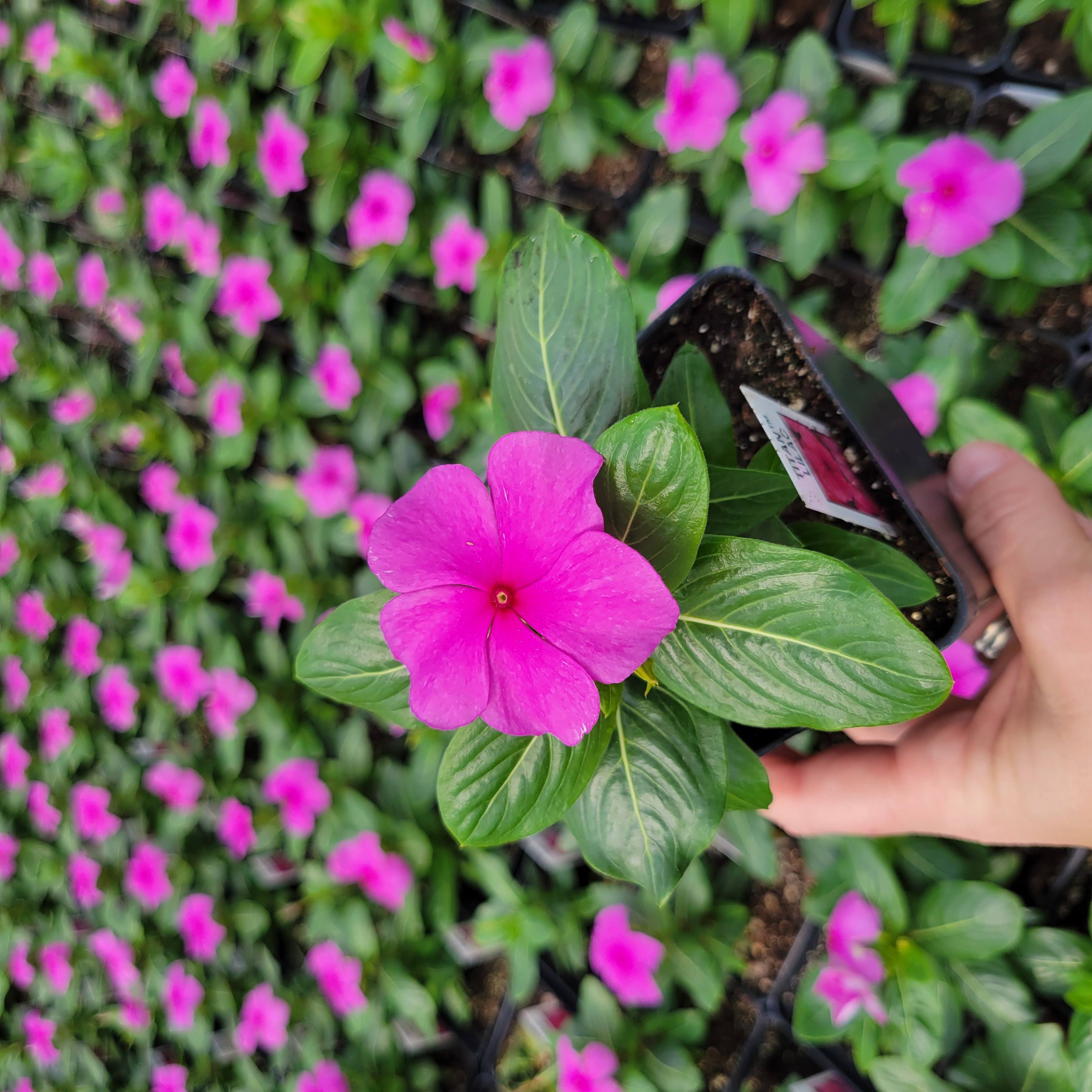 Catharanthus roseus 'PAS336360'