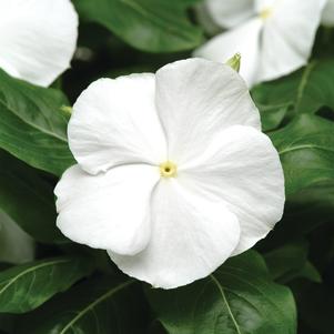 Catharanthus roseus 'PAS420775'