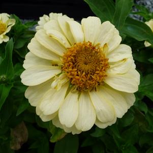 Zinnia elegans 