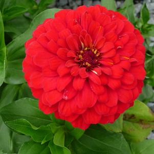 Zinnia elegans 