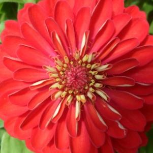 Zinnia elegans 