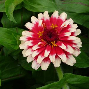 Zinnia elegans 